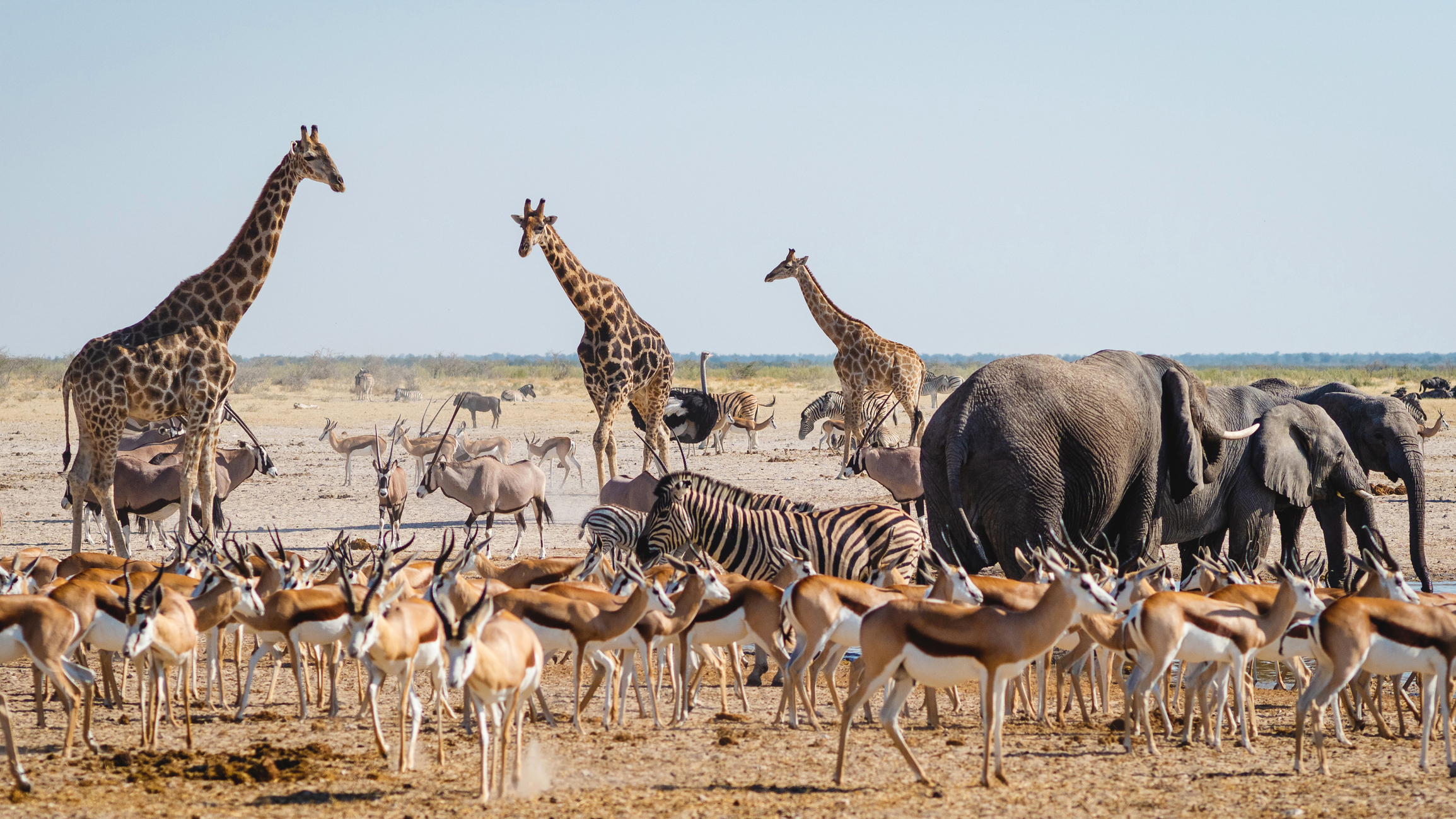 Garden Route Adventure and Safari tour