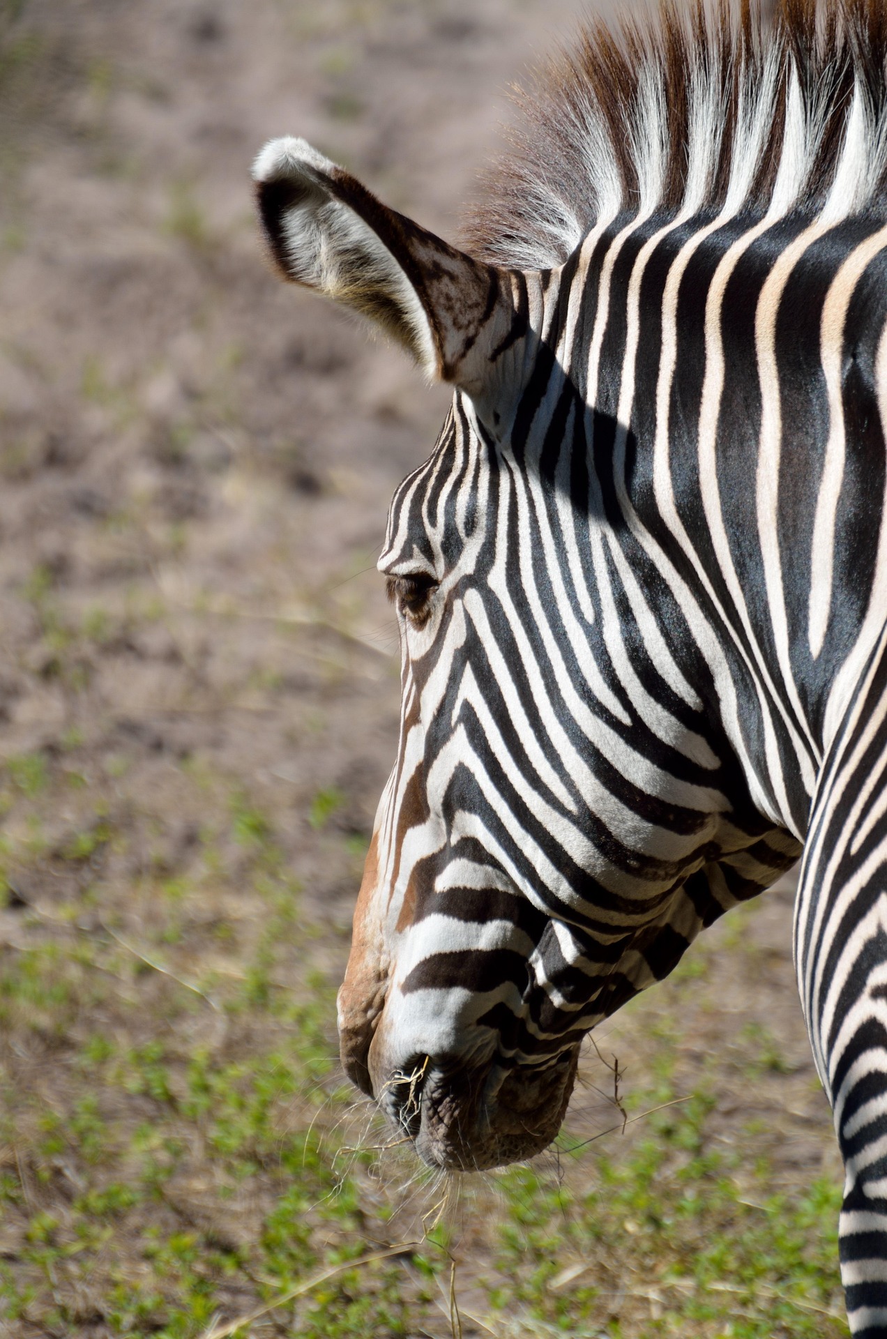Full day safari on the Masai Mara