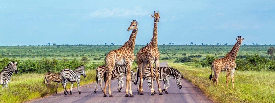 Sun City Adventure and Safari tour